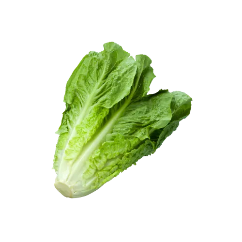 Lechuga Romana - Unidad