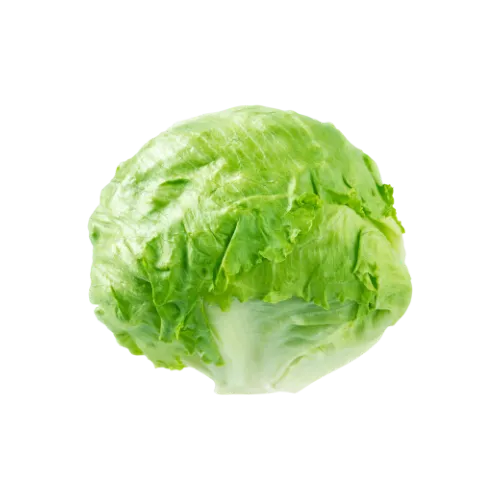 Lechuga Batavia