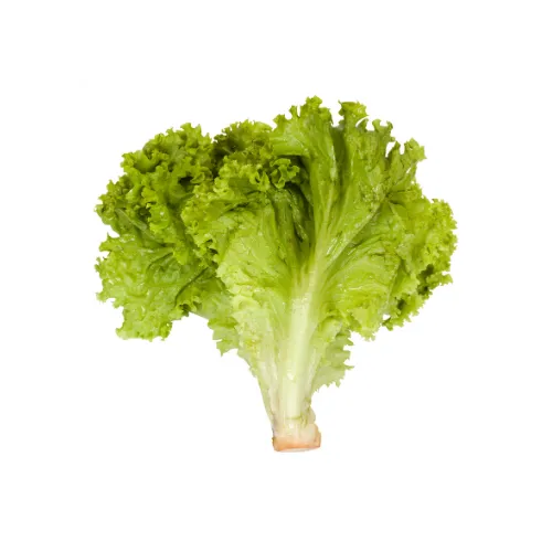 Lechuga crespa
